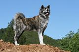 AKITA INU 459